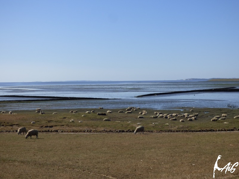 Sylt_Insel_003.jpg