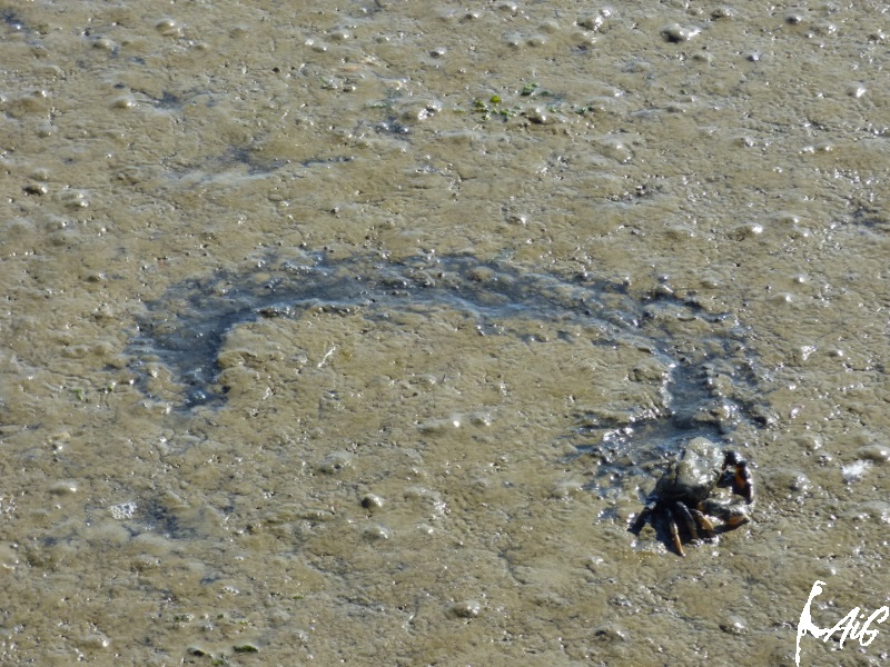 Sylt_Insel_004.jpg