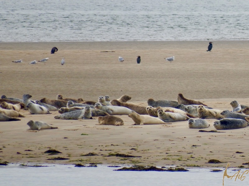 Sylt_Insel_014.jpg