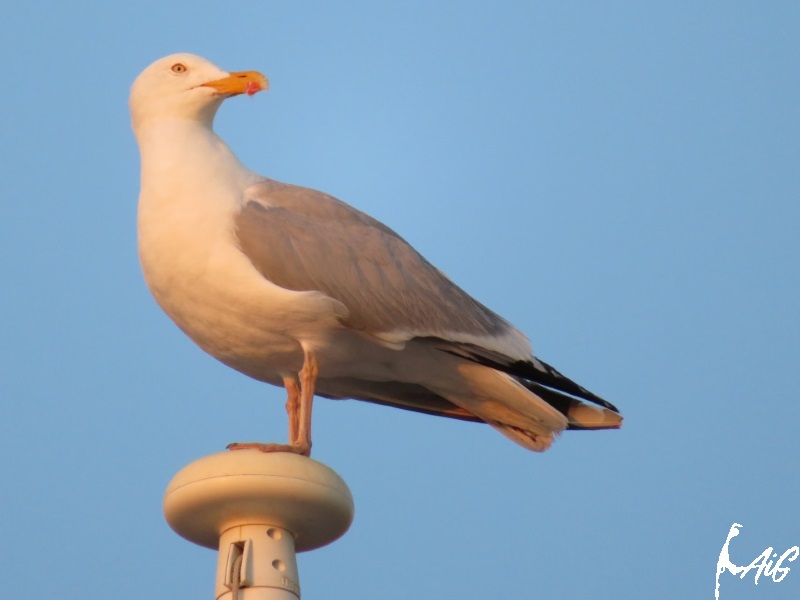 Sylt_Insel_019.jpg
