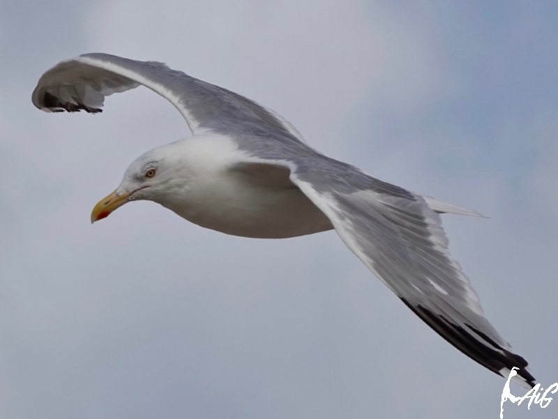 Sylt_Insel_024.jpg