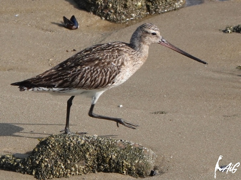 Sylt_Insel_032.jpg