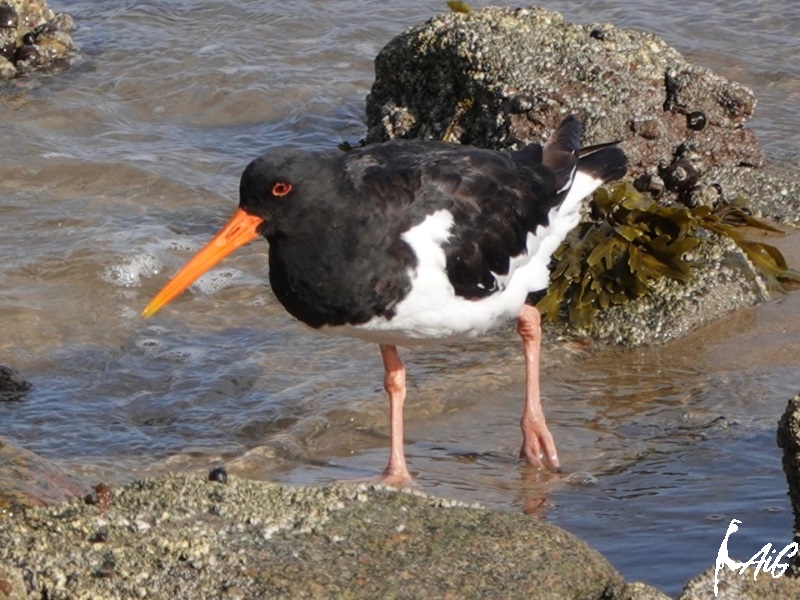 Sylt_Insel_033.jpg